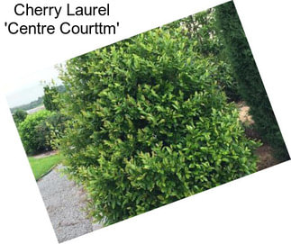 Cherry Laurel \'Centre Courttm\'