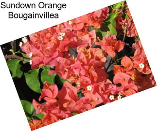 Sundown Orange Bougainvillea