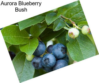 Aurora Blueberry Bush