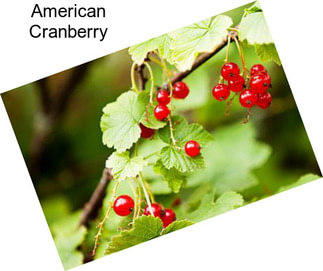 American Cranberry