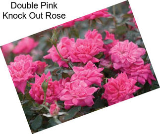 Double Pink Knock Out Rose