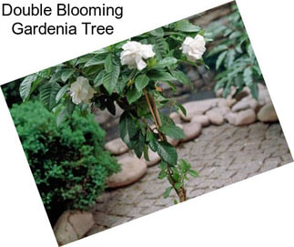 Double Blooming Gardenia Tree