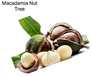 Macadamia Nut Tree