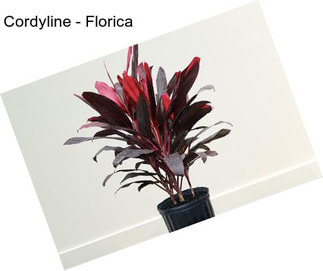 Cordyline - Florica