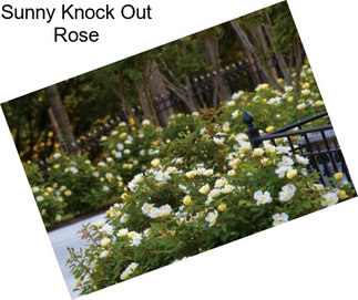 Sunny Knock Out Rose