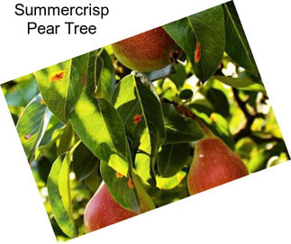 Summercrisp Pear Tree