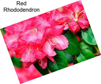 Red Rhododendron