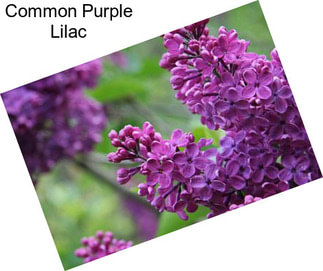 Common Purple Lilac