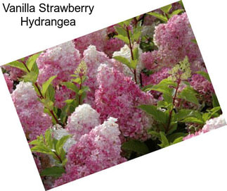 Vanilla Strawberry Hydrangea