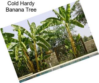 Cold Hardy Banana Tree