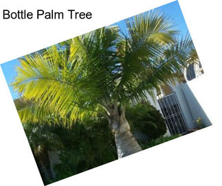 Bottle Palm Tree