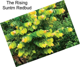 The Rising Suntm Redbud