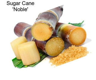 Sugar Cane \'Noble\'