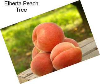 Elberta Peach Tree