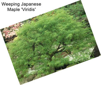 Weeping Japanese Maple \'Viridis\'