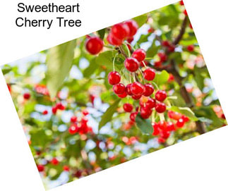 Sweetheart Cherry Tree