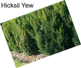 Hicksii Yew