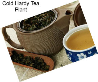 Cold Hardy Tea Plant