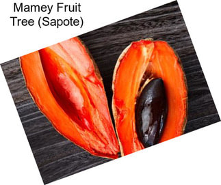 Mamey Fruit Tree (Sapote)