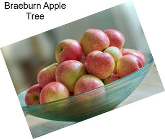 Braeburn Apple Tree