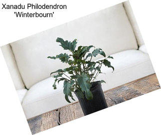 Xanadu Philodendron \'Winterbourn\'