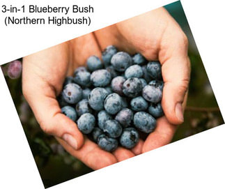 3-in-1 Blueberry Bush (Northern Highbush)