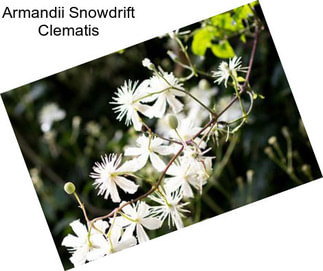 Armandii Snowdrift Clematis