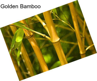 Golden Bamboo