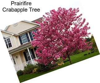 Prairifire Crabapple Tree