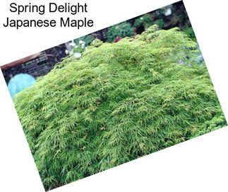 Spring Delight Japanese Maple