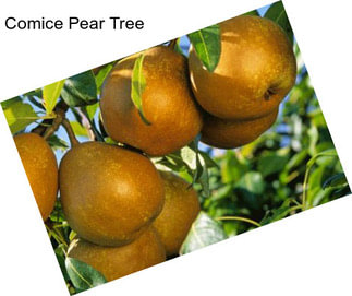 Comice Pear Tree