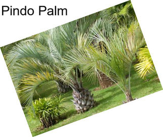 Pindo Palm