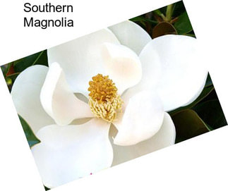 Southern Magnolia