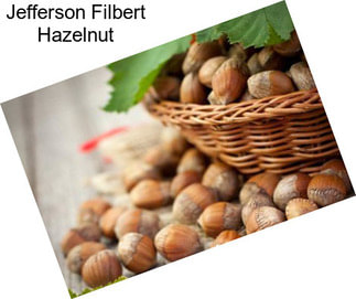 Jefferson Filbert Hazelnut