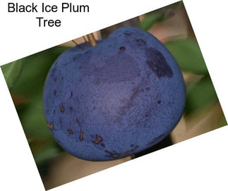 Black Ice Plum Tree