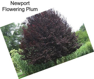 Newport Flowering Plum