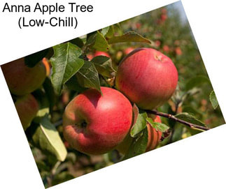 Anna Apple Tree (Low-Chill)