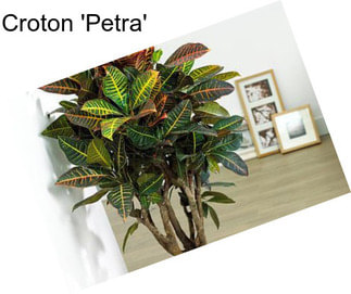 Croton \'Petra\'