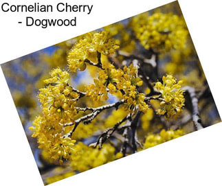 Cornelian Cherry - Dogwood