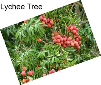 Lychee Tree