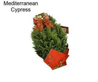 Mediterranean Cypress