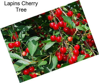 Lapins Cherry Tree