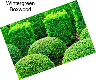 Wintergreen Boxwood