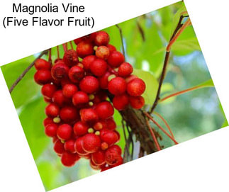 Magnolia Vine (Five Flavor Fruit)