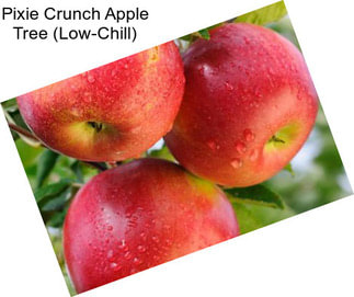 Pixie Crunch Apple Tree (Low-Chill)