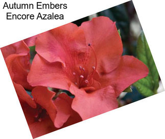 Autumn Embers Encore Azalea