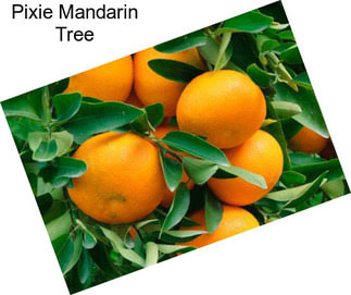 Pixie Mandarin Tree