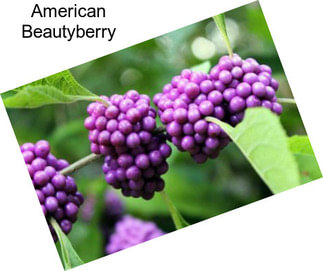 American Beautyberry