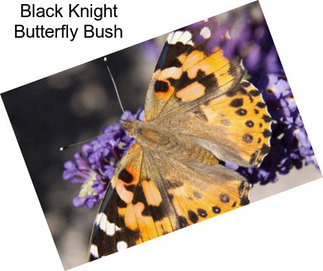 Black Knight Butterfly Bush