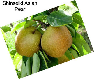 Shinseiki Asian Pear